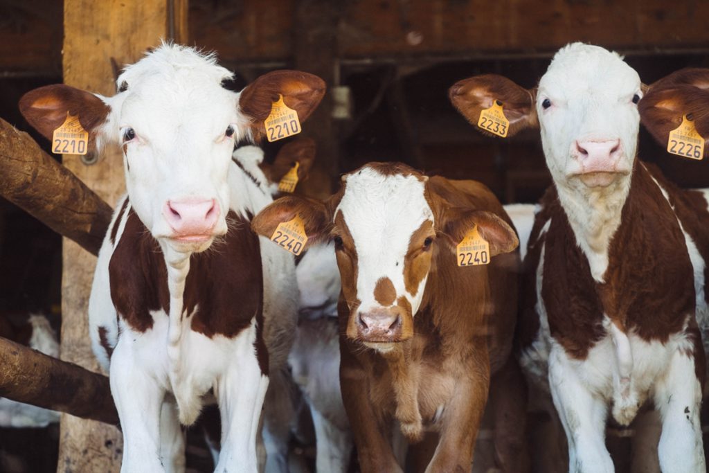 brown and white cows on a farm with number tags on their ears