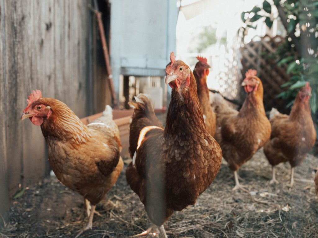 brown chickens walking at a farm
