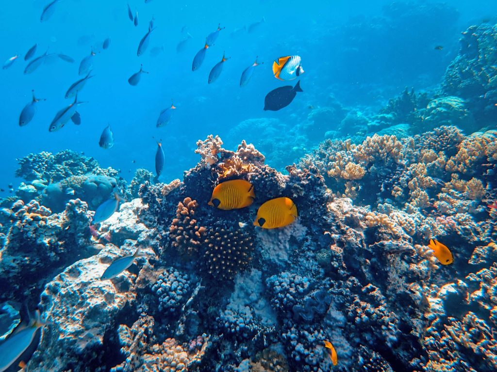 fish swimming in reef