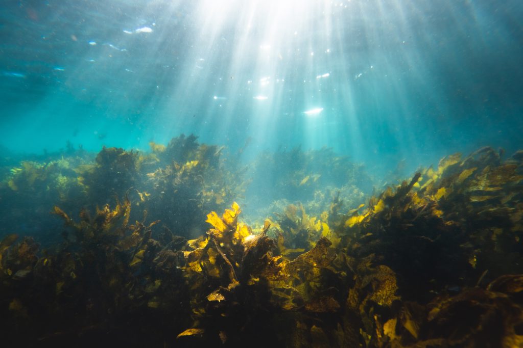 seaweed floating under the sea