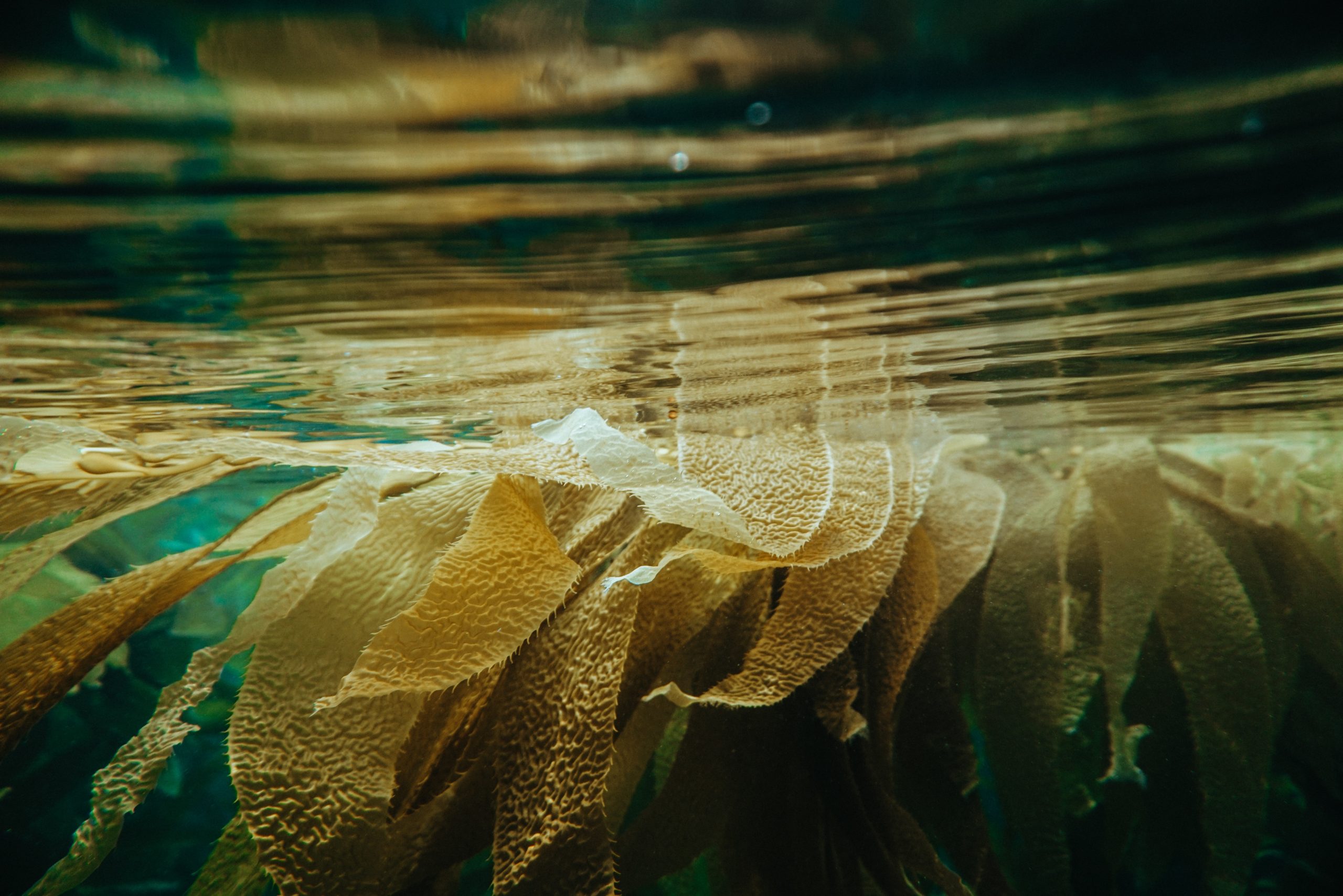 seaweed floating in water
