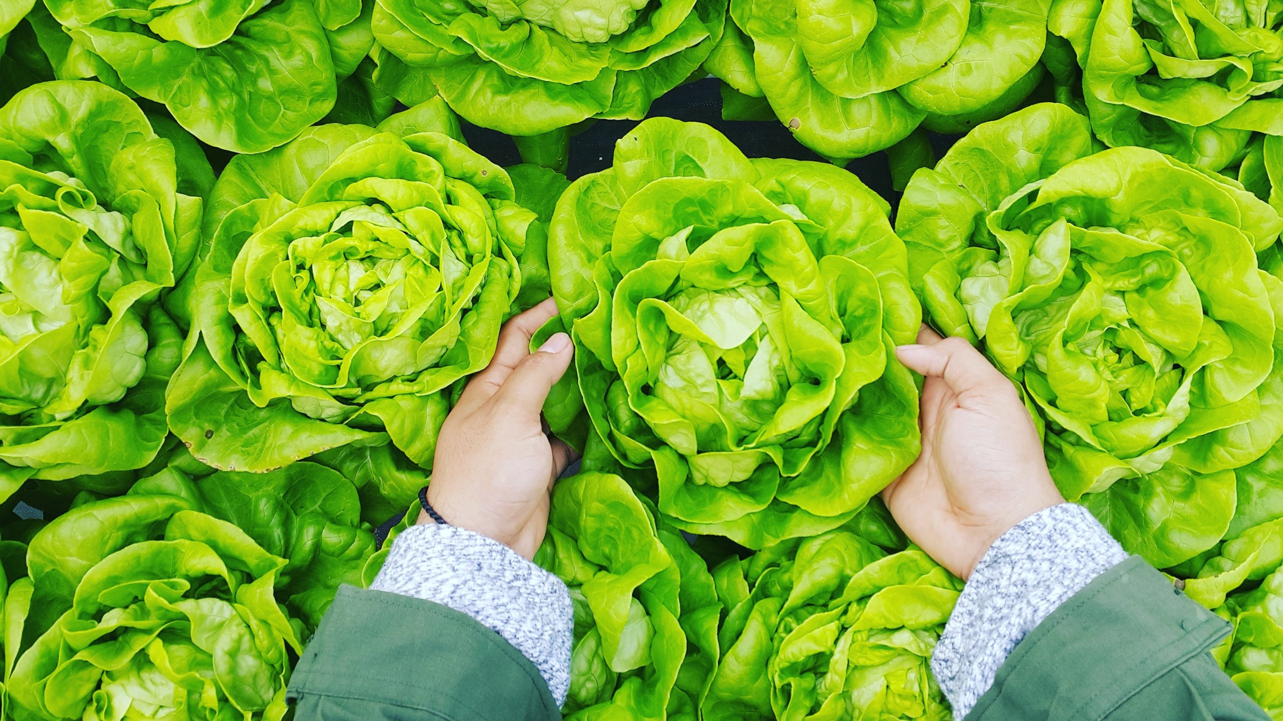 hands holding lettuce in a farm