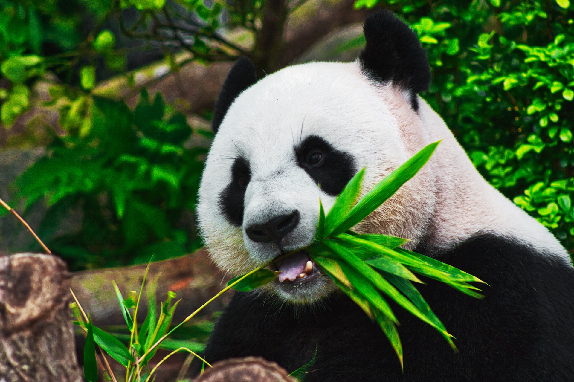 Panda Populations are on the Rise! Home